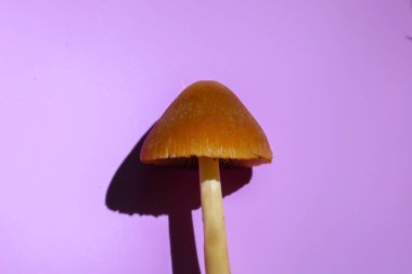 Uzun saplı küçük kahverengi bir mantar, belirgin bir gölge oluşturarak canlı bir mor arkaplan karşısında duruyor. Minimalist kompozisyon, mantarların basit ama ilgi çekici formuna odaklanır..