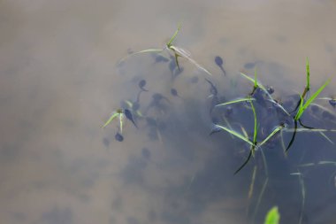 Küçük kurbağa yavruları bulanık suda yüzer, genç yeşil çimenlerin yanında yüzeyi yarıp geçer. Bu makro çekim amfibi yaşamının ilk aşamalarını gözler önüne seriyor, izleyiciyi bir göletin mikro dünyasına daldırıyor..