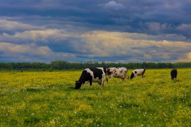 İnekler dramatik bir gökyüzünün altında sarı ve yeşil bir alanda otlarlar. Uzak bir ağaç hattı ufuk çizgisine sınır çizerek, değişen havayı yansıtan zıt bir kırsal alan yaratıyor..
