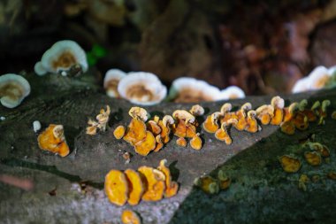 Canlı turuncu ve beyaz mantar kolonileri eski bir ağaç gövdesinde yetişir. Makro çekim organik şekilleri ve dokuları vurguluyor, doğal bozulmayı ve bir orman ekosistemi içindeki yaşam döngüsünü gösteriyor..