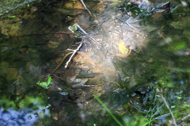 Yaprak ve dalların doğal bir yaşam alanı yarattığı sığ bir derede amfibiler. Çevredeki yeşillikleri yansıtan sakin bir bataklık, çürüyen bitkiler ve gölgelerin derinlik kattığı, su yaşamının gizli bir dünyasını sunuyor..