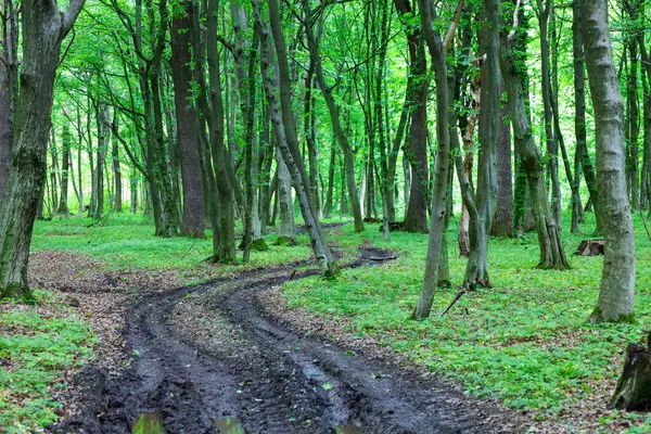 İyi çiğnenmiş bir orman yolu sık ve yeşil bir ormanlık alana çıkar. Araç izleri çamurlu zeminde izler bırakıyor. Çevredeki doğal güzellikle çelişiyor..