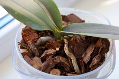 Şeffaf bir tencerede kabuklu genç bir orkide sağlıklı büyüdüğünü gösterir. İğne, tropikal çiçeklerin bakımını tanımlamak için ideal olan ev bitkilerinin inceliğini ve güzelliğini vurguluyor..