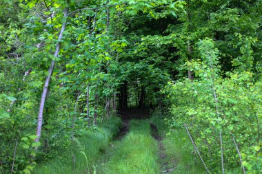 Yoğun bir ormanın içinden yeşil derinliklerine doğru giden bir yol. Bu resim vahşi doğanın gizemini ve sükunetini aktarıyor. Ukrayna ormanının bilinmeyen yollarının keşfine davetiye çıkarıyor..