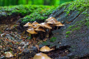 Parlak başlıklı nadir mantarlar yosun kaplı bir gövdede büyür ve orman yabanda gerçeküstü bir manzara yaratır. Bu doğal kompozisyon vahşi yaşamın zenginliğini ve gizemini gösteriyor..