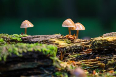 Bir orman mantarı üçlüsü yosun kaplı bir kütükte büyür ve ormanlık alanda büyüleyici bir manzara yaratır. Narin formları ve doğal çevreleri mikro dünyanın eşsiz güzelliğini vurguluyor..