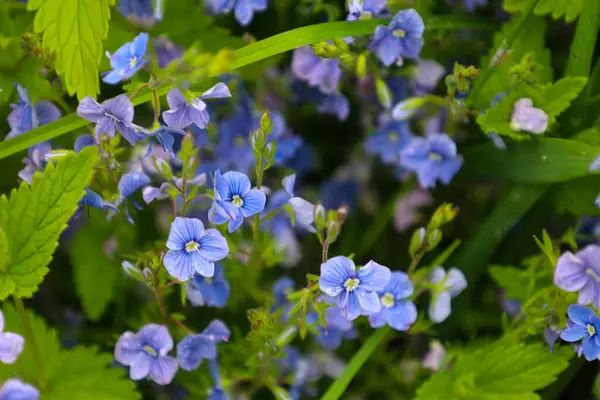 Büyüleyici küçük mavi çiçekler parlak yeşil yapraklar arasında yoğun bir şekilde dağılmış. Bu yakın çekim bir ferahlık ve sükunet hissi yaratır. Doğanın çiçek açan güzelliğini taşır..