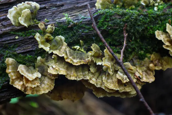 Yeşil yosunlarla kaplı eski bir ağaç gövdesinde büyüyen çarpıcı mantarlar. Bu makro çekim, doğadaki bozulmanın karmaşıklığını ve güzelliğini yakalar ve ormanın yaşam döngüsünü gösterir..