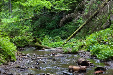 Taşlar ve devrilmiş ağaçlarla dolu bir orman deresi sık orman yeşilliklerinden akar ve pitoresk bir doğal manzara yaratır. Bu görüntü, sakin ve el değmemiş bir vahşi doğayı temsil ediyor..