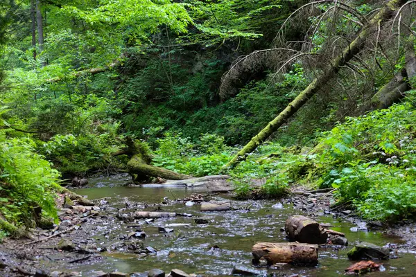 Taşlar ve devrilmiş ağaçlarla dolu bir orman deresi sık orman yeşilliklerinden akar ve pitoresk bir doğal manzara yaratır. Bu görüntü, sakin ve el değmemiş bir vahşi doğayı temsil ediyor..