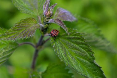 Parlak çizgili bir böcek yeşil bir ısırgan otu yaprağına dayanır ve zıt renkleriyle dikkat çeker. Bu yakın çekim böceğin detaylarını ve bitkinin dokusunu gözler önüne seriyor. Bu da onu vahşi yaşam ve makro fotoğraf temaları için ideal kılıyor..