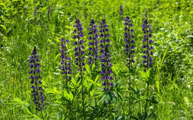 Yüksek mor lupinlerden oluşan canlı bir tarla yemyeşil çimlerin arasından güneşe doğru uzanıyor. Bu sahne bir yaz gününün dinamizmini ve tazeliğini aktarıyor. Flora 'nın doğal güzelliğini ve zenginliğini vurguluyor..