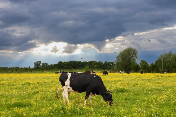 Tek bir siyah beyaz inek geniş bir çayırda özgürce otlar. Parlak sarı çiçeklerle kaplı dramatik bir gökyüzünün altında. Güneş ışınları bulutları delip geçiyor..