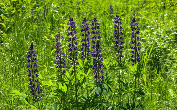 Yüksek mor lupinlerden oluşan canlı bir tarla yemyeşil çimlerin arasından güneşe doğru uzanıyor. Bu sahne bir yaz gününün dinamizmini ve tazeliğini aktarıyor. Flora 'nın doğal güzelliğini ve zenginliğini vurguluyor..