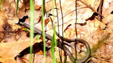 Bu büyüleyici çekim kamuflaj sanatını gözler önüne seriyor: çevik bir yılan, sonbahar meşesi yapraklarının altında ustaca kayboluyor..