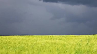 Yeşil arpa, yaklaşan fırtınanın habercisi olarak kasvetli bir gökyüzünün altında sallanıyor. Rüzgar sapların arasından süzülerek sonsuz alanda dalgalar yaratır. Güçlü bir yağmurdan önce doğanın gergin atmosferi.
