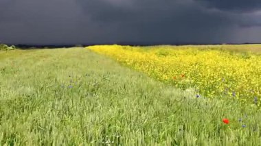 Bir yaz fırtınası yaklaşıyor. Kasvetli gökyüzü, rüzgarın olgunlaşmış buğday kulaklarını salladığı geniş bir alanı kucaklıyor. Doğa, güçlü bir fırtınanın bu pitoresk alanı yutacağı beklentisiyle nefesini tutuyor..