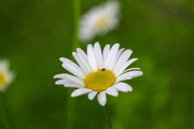 A close-up of a blooming daisy with white petals and a yellow center, on which a tiny insect is perched, against a blurred green background.