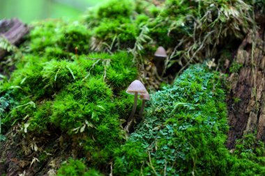 Küçük mantarlar canlı yeşil yosunların arasından filizlenerek eski odunları kaplayarak, pitoresk bir doğal manzara yaratırlar. Bu çekim orman mikro florasının ve doğal dokuların zenginliğini gösteriyor..