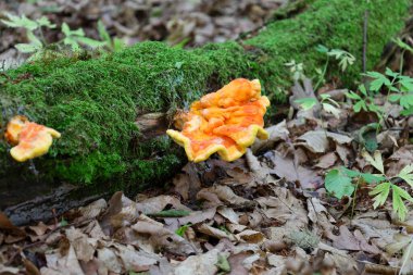 Canlı bir çoklu gözenekli mantar, düşen yaprakların arasında, yosun kaplı bir ağaç gövdesinin üzerinde parlak bir şekilde duruyor. Bu sahne ormanın yaşam döngüsünü ve eşsiz renklerini gözler önüne seriyor..