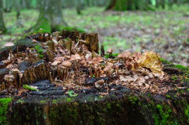 Yosun ve yapraklarla kaplı eski bir kütük, sayısız küçük mantara ev sahipliği yaparak doğal bir bileşim oluşturdu..