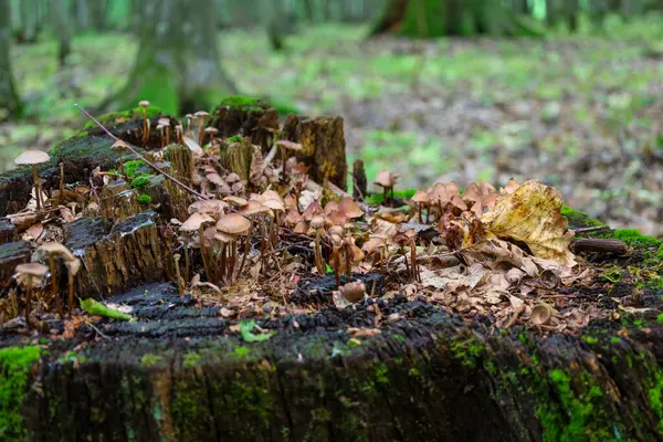 Yosun ve yapraklarla kaplı eski bir kütük, sayısız küçük mantara ev sahipliği yaparak doğal bir bileşim oluşturdu..
