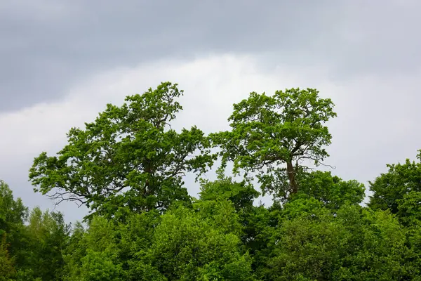 Bulutlu bir gökyüzünün altındaki yemyeşil ağaçların yemyeşil gölgelerine bakın. Ormanın bu parçası doğanın ihtişamını, renklerin zenginliğini ve bir yaz gününün sükunetini gösterir. Dünyayla bir huzur ve birlik hissi yaratır..