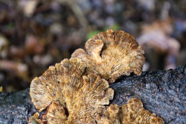 İlginç bir parantez mantarı, açıkça tanımlanmış dokusu olan eski bir ağaçta yetişiyor ve doğanın şaşırtıcı formlarını gösteriyor. Görünüşleri orman ekosisteminin karmaşıklığını ve güzelliğini anlatıyor..