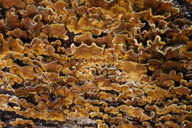 Sarı-kahverengi mantarlar bir ağaç gövdesini yoğun bir şekilde kaplayarak eşsiz bir doğal doku oluştururlar. Dalgalı şekilleri ve çeşitli gölgeleri ormanda ilginç bir desen oluşturuyor..