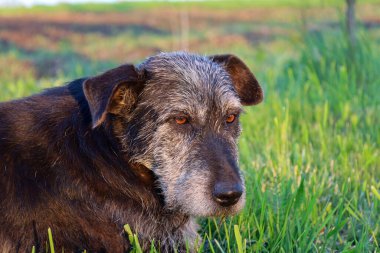 Bilge bakışlı bir köpek yeşil çimenlere uzanır, gri kürkü yaşı ve deneyimi gösterir. Ağızlığındaki sakin ifade bir huzur ve sadakat hissi veriyor..