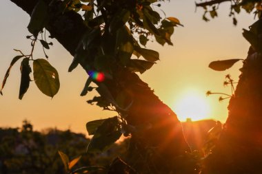 Parlak bir günbatımı, ağaç yapraklarını yararak, sıcak, altın bir parıltı yaratır. Yumuşak ışınlar, barış ve umut hissi vererek dalların hatlarını belirginleştirir. Anın doğal güzelliği.