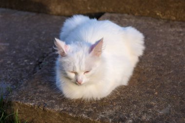 Tüylü beyaz kedi gözlerini kapattı ve taş basamaklarda güneş ışınlarının tadını çıkardı. Sakin görünüşü, evcil hayvanın tasasız doğasını mükemmel bir şekilde vurgulayan rahatlık ve rahatlık atmosferini taşır..