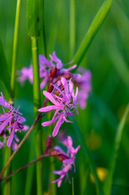 Narin pembe karanfil çiçekleri, parlak yeşil çimenlerin arka planında göze çarpar. Resmedilmeye değer bir kontrastlık yaratır. Bu makro çekim kır çiçeklerinin kırılgan güzelliğini vurgular..