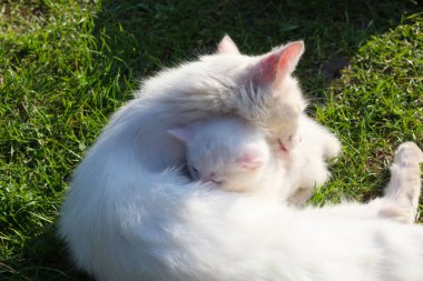 Beyaz bir kedi, yeşil çimlerin üzerinde huzur içinde uyuyan küçük beyaz kedisini nazikçe kucaklıyor. Bu dokunaklı anne sevgisi ve bakım sahnesi huzur ve huzur hissi yaratıyor..