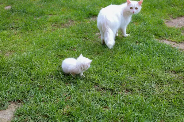 Beyaz bir kedi yeşil çimlerin üzerinde küçük beyaz kedi yavrusunu gözlemler. Bu sahne, anne ve çocuk arasındaki bakımı ve doğal çevredeki bağları aktarır..