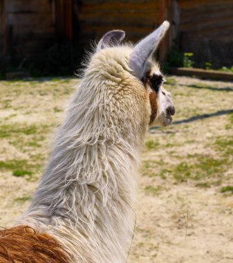 Lama 'nın başı ve boynu uzun, kabarık tüylerle sağa döner. Bu egzotik hayvan, eşsiz dokusunu sergileyerek, kuru otların ve ahşap çitlerin arka planında duruyor..