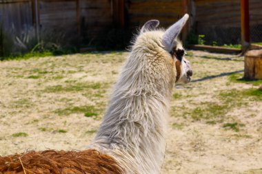 İnce, yumuşak, beyaz ve kahverengi kürklü zarif bir lama mesafeye bakıyor. Bu inanılmaz hayvan, doğal güzelliğini sergileyerek, kuru otların ve ahşap yapıların arka planında zarif bir şekilde duruyor..