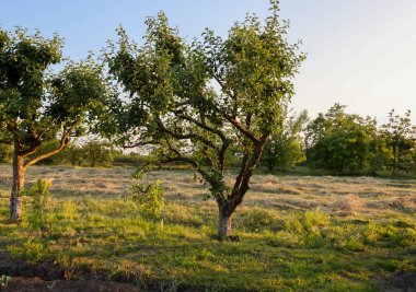 Elma ağaçları yoğun yeşil taçlarla biçilmiş çimlerin olduğu bir tarlada duruyor, sıcak akşam güneşiyle aydınlanan..