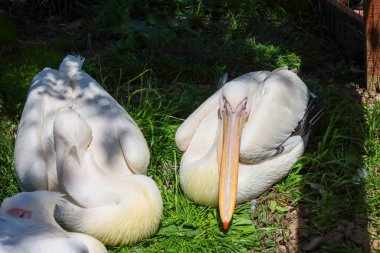 Birkaç beyaz pelikan güneşli çimenlerin üzerinde dinleniyor, beyaz tüyleri parlak bir şekilde duruyor. Kuşlar huzurlu görünüyor, sıcak günün tadını çıkarıyorlar, vahşi hayatın zarafetini yansıtıyorlar..
