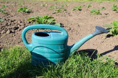 Büyük bir turkuaz sulama tenekesi sulamaya hazır taze ekilmiş bir bahçe yatağının yanında yeşil çimlerin üzerinde duruyor. Bu araç hasat bakımını ve bahçede veya sebze bahçesinde çalışmayı sembolize eder..