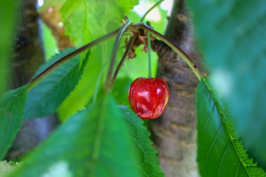 Zengin bir kırmızı kiraz, yaz bolluğu ve doğal güzelliği yansıtan yeşil yaprakların arasında bir dala asılır. Bu olgun böğürtlen, doğanın verdiği tazeliğin ve organik hasatın bir sembolüdür..