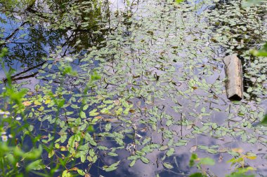 Sakin bir su kütlesinin yüzeyi su zambakları ve diğer su bitkileriyle kaplıdır. Bu da pitoresk bir doğal manzara yaratır..