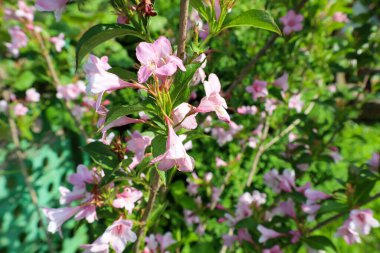 Narin pembe çiçekler, parlak yeşil yapraklarla çevrili çalılıklarda bol bol çiçek açar ve hassas ve taze bir bahar-yaz manzarası yaratır. Bu süslü çalılar bahçeyi ihtişamıyla süslüyor..