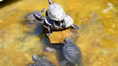 Hayvanlar temiz suda yüzer, sıcak bir günün tadını çıkarırlar. Kabukları güneş ışığını yansıtıyor ve resim gibi yansımalar yaratıyor. Bu sürüngenlerin sudaki sakin ve kaygısız yaşamı..