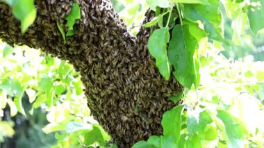 Büyük bir bal arısı sürüsü yoğun bir şekilde bir ağaç dalını kaplayarak doğal güzelliğin dinamik bir görüntüsünü oluşturuyor. Binlerce böcek uyum içinde hareket ediyor, kanatları parıldıyor, yaşayan ve birleşmiş bir kitle hissi yaratıyor..