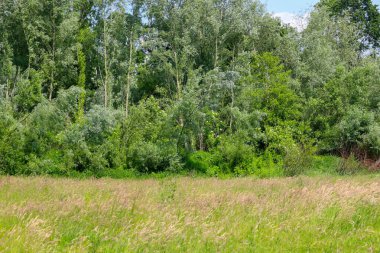 Ağaçlar ve çalılarla dolu sık bir ormanın önünde uzun otların uzandığı pitoresk yeşil bir tarla. Bu doğal manzara bir huzur hissi yaratıyor ve rahatlamak ya da temiz havada yürümek için ideal bir yer..