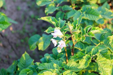 Çiçekli patatesler ve narin mor çiçekleri güneşin ışınlarının altında bir bahçe yatağında duruyor. Sağlıklı yeşil yapraklar, verimli bir hasat vaat ederek aktif ürün büyümesini gösteriyor..