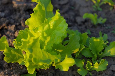 Genç yeşil marul verimli topraklarda yetişir, güneş ışığıyla aydınlatılır. Lezzetli, dalgalı yapraklar bu sağlıklı yeşilin tazeliğini ve doğal ekimini gösteriyor..