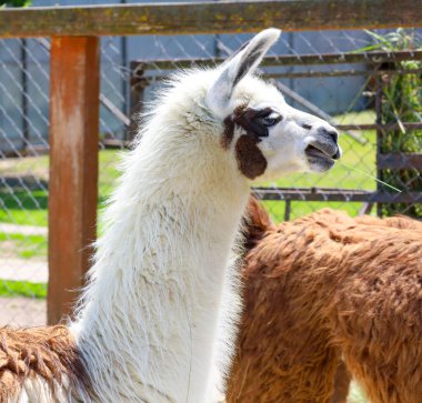 Benzersiz yüz işaretleri olan zarif beyaz bir lama sakince duruyor, boynunu uzatıyor. Yumuşak kürkü ve anlamlı gözleri bu hayvanı çekici kılıyor. Huzurlu doğasını yansıtıyor..