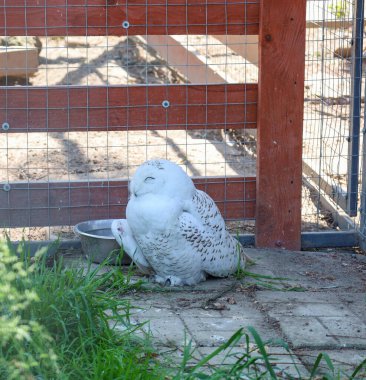 Beyaz karlı bir baykuş gözleri kapalı, muhtemelen dinlenen ya da kestirip duran bir şekilde sakince yerde oturur. Kalın, soğuk-koruyucu tüyleri arka planda güzel duruyor, bu kuşun eşsiz doğasını vurguluyor..